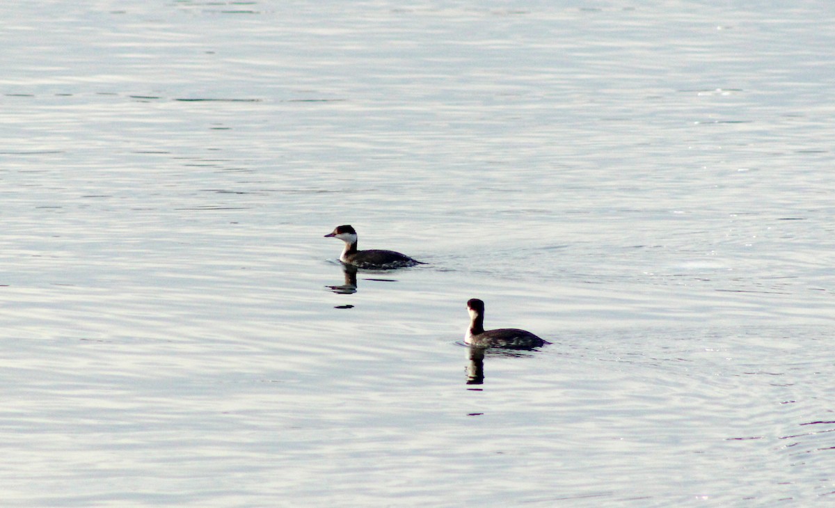 Красношейная поганка - ML647780796