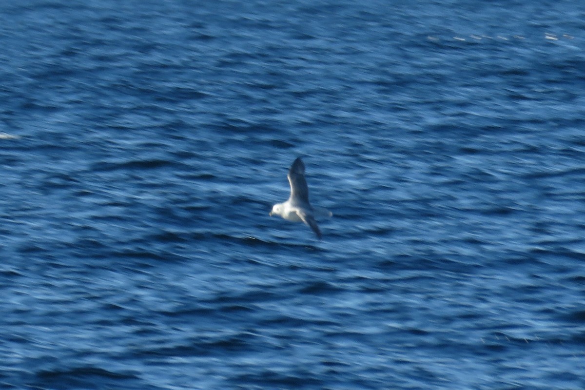 Kutup Fırtınakuşu - ML647780797