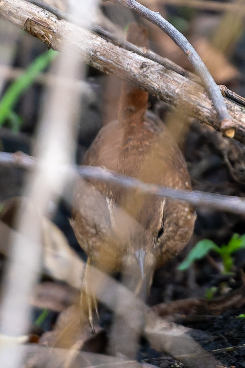 Winter Wren - ML647780811