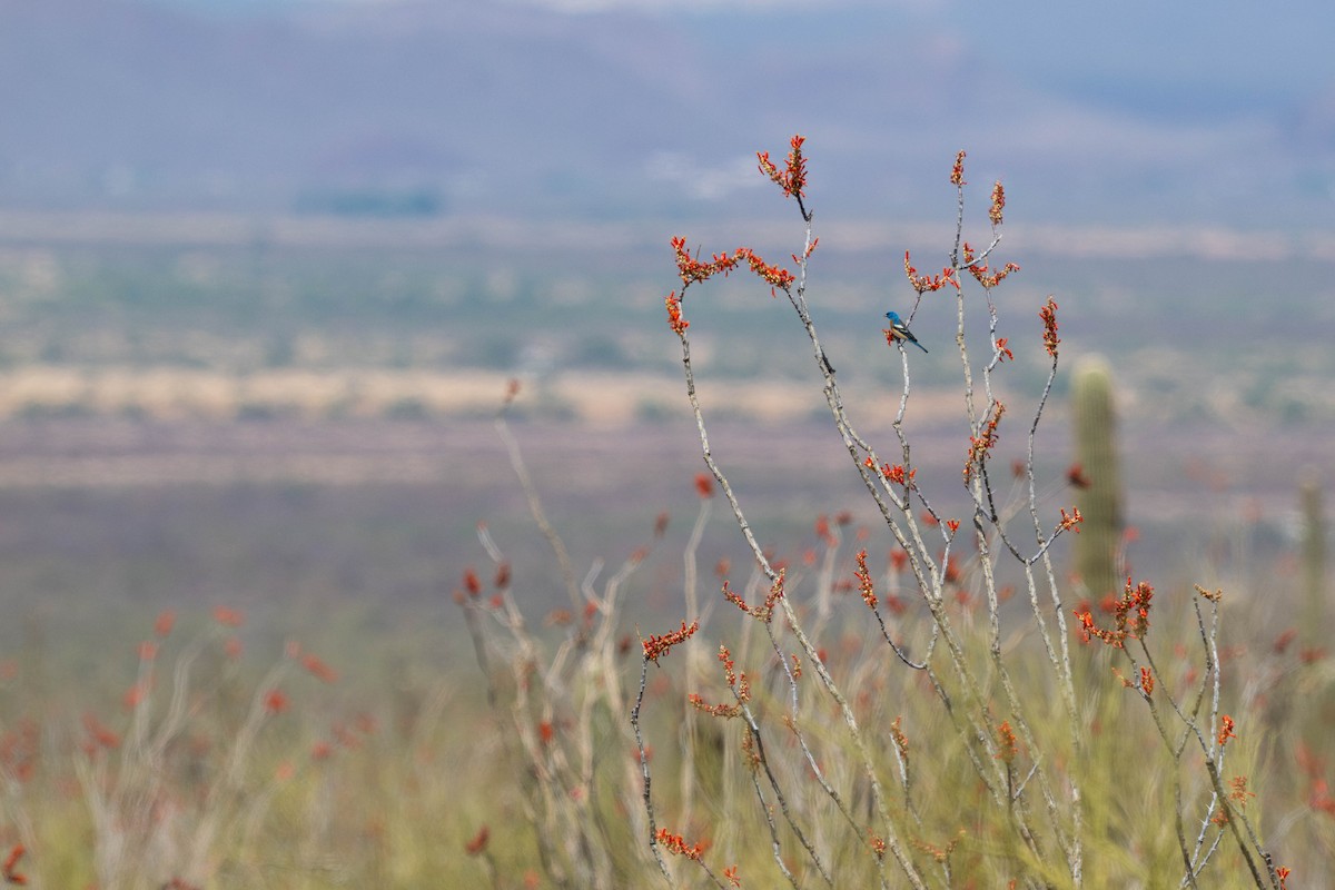 Lazuli Bunting - ML647780814