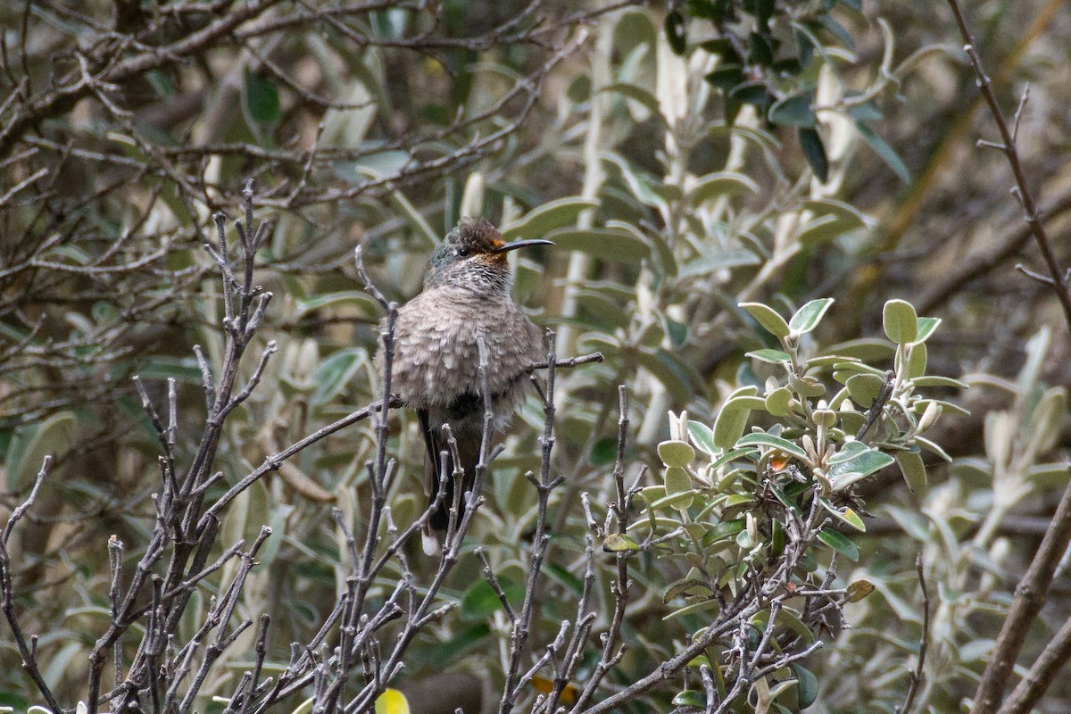 Ecuadorian Hillstar - ML647780848