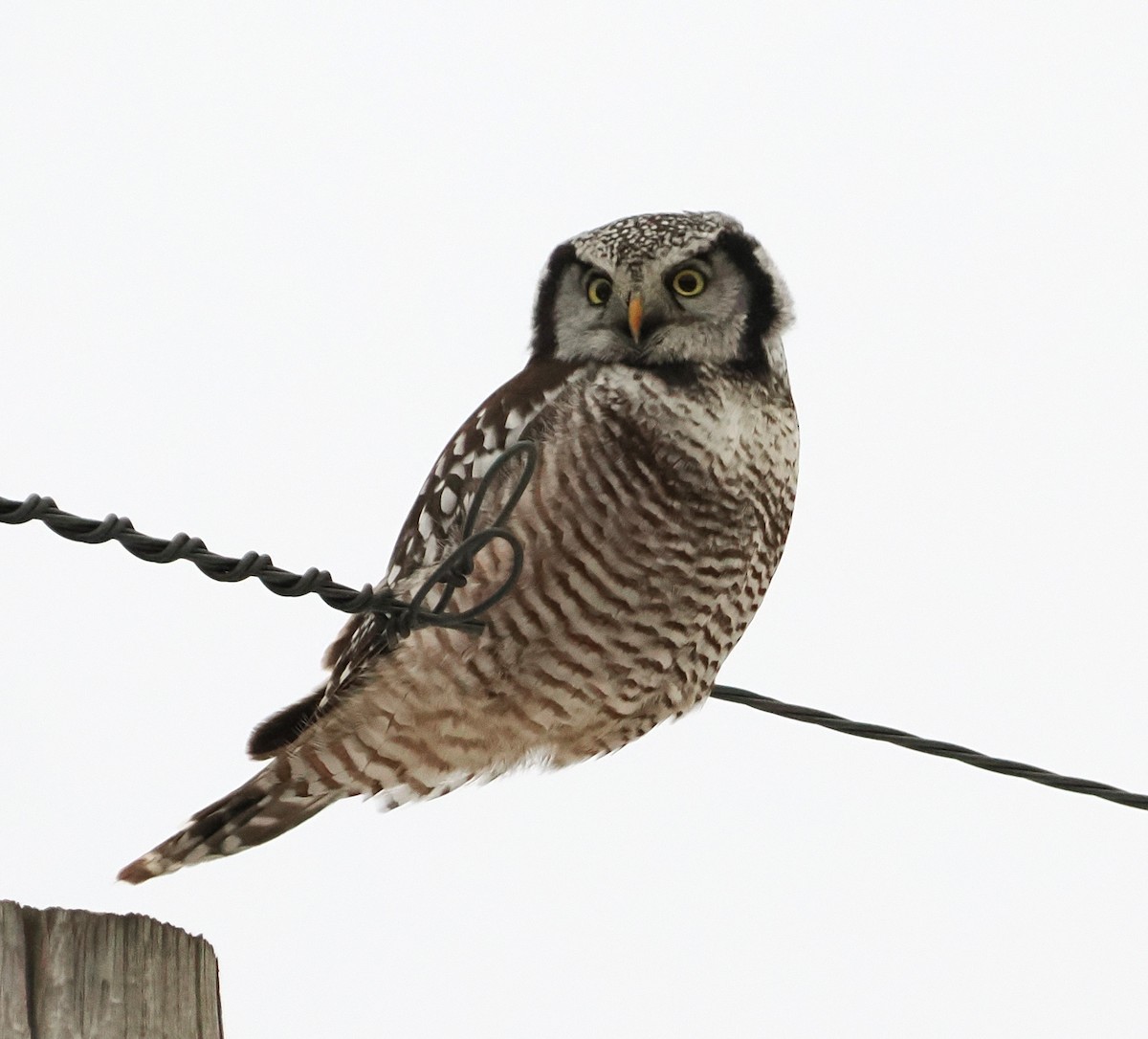 Northern Hawk Owl - ML647780860