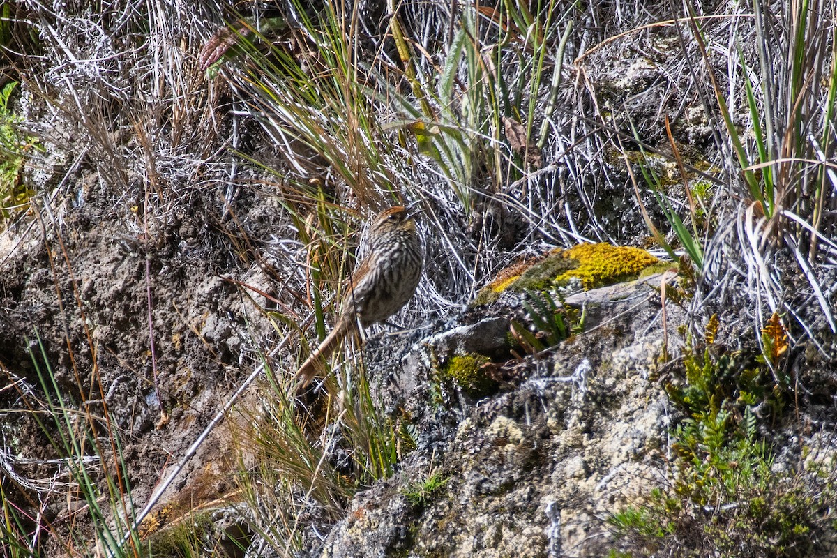 Many-striped Canastero - ML647780862