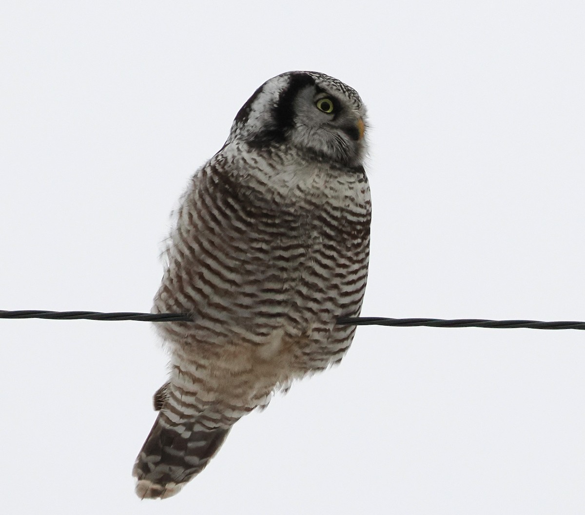 Northern Hawk Owl - ML647780872