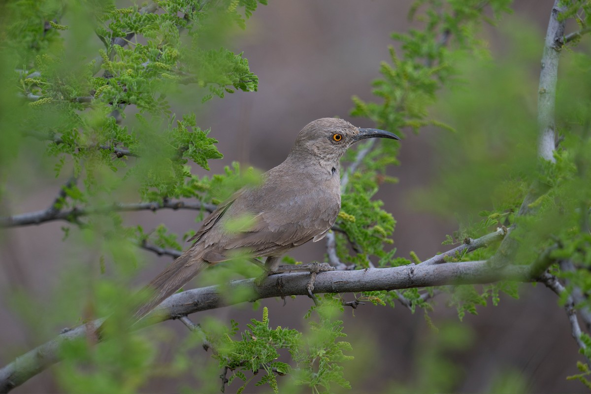 Curve-billed Thrasher - ML647780873