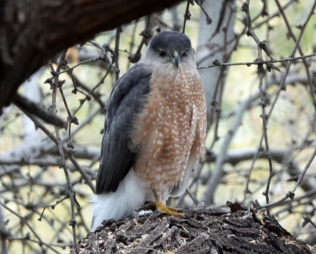 Cooper's Hawk - ML647780874