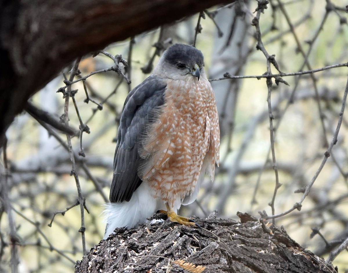 Cooper's Hawk - ML647780875