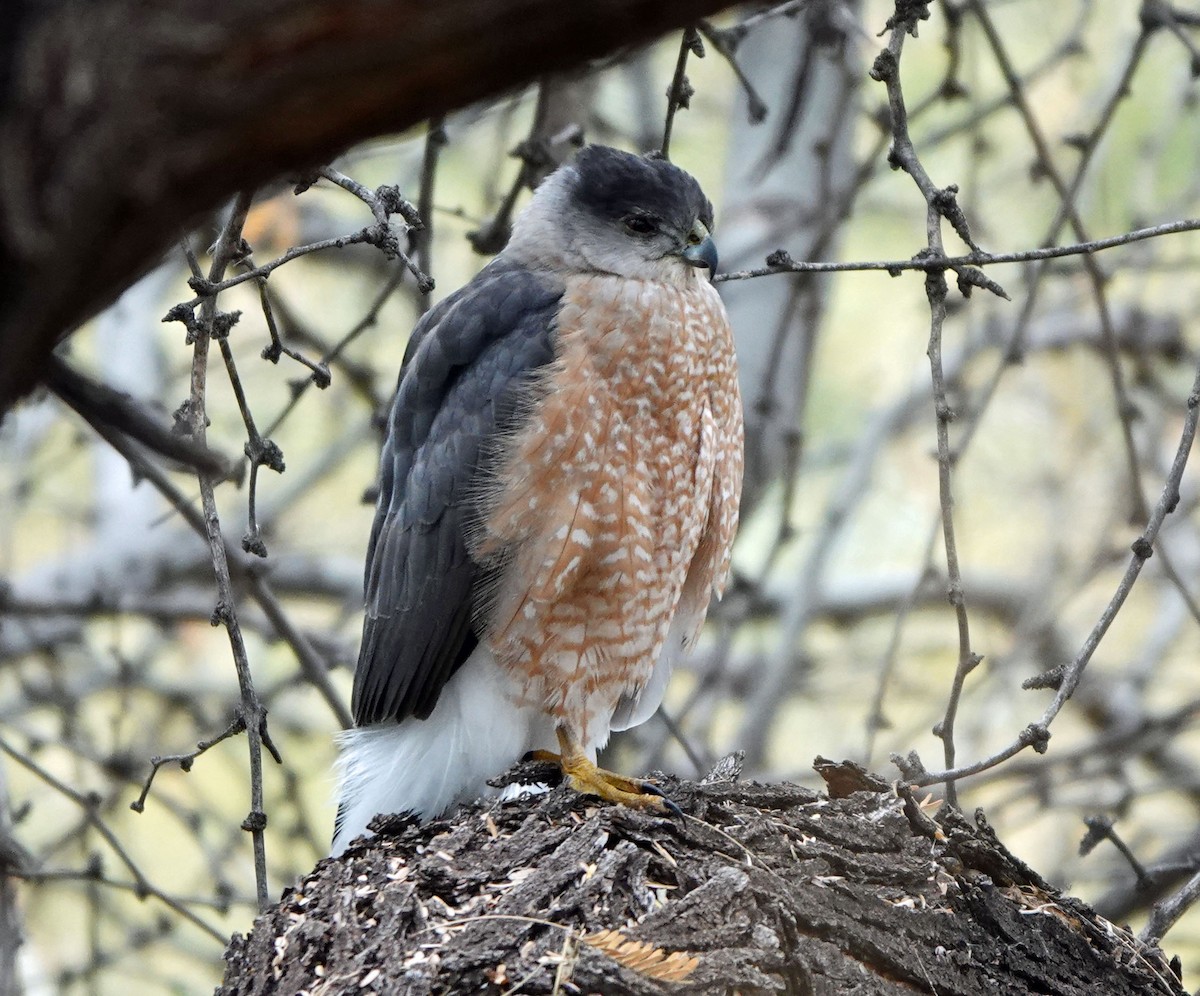 Cooper's Hawk - ML647780876