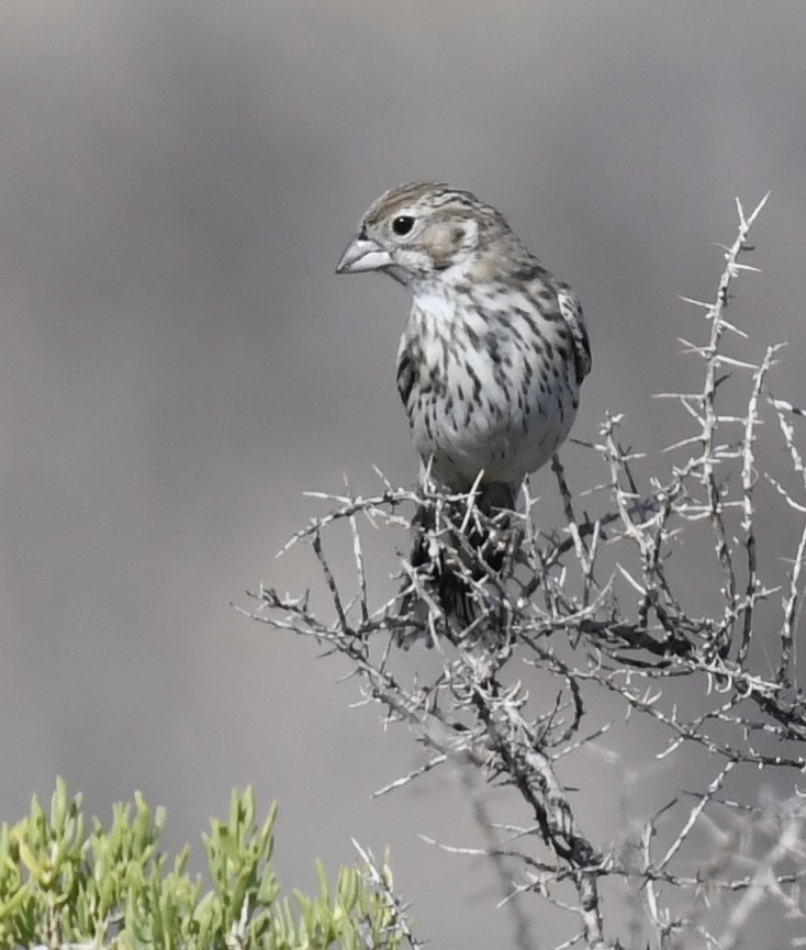 Lark Bunting - ML647780878