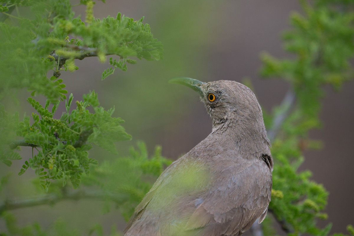Curve-billed Thrasher - ML647780879