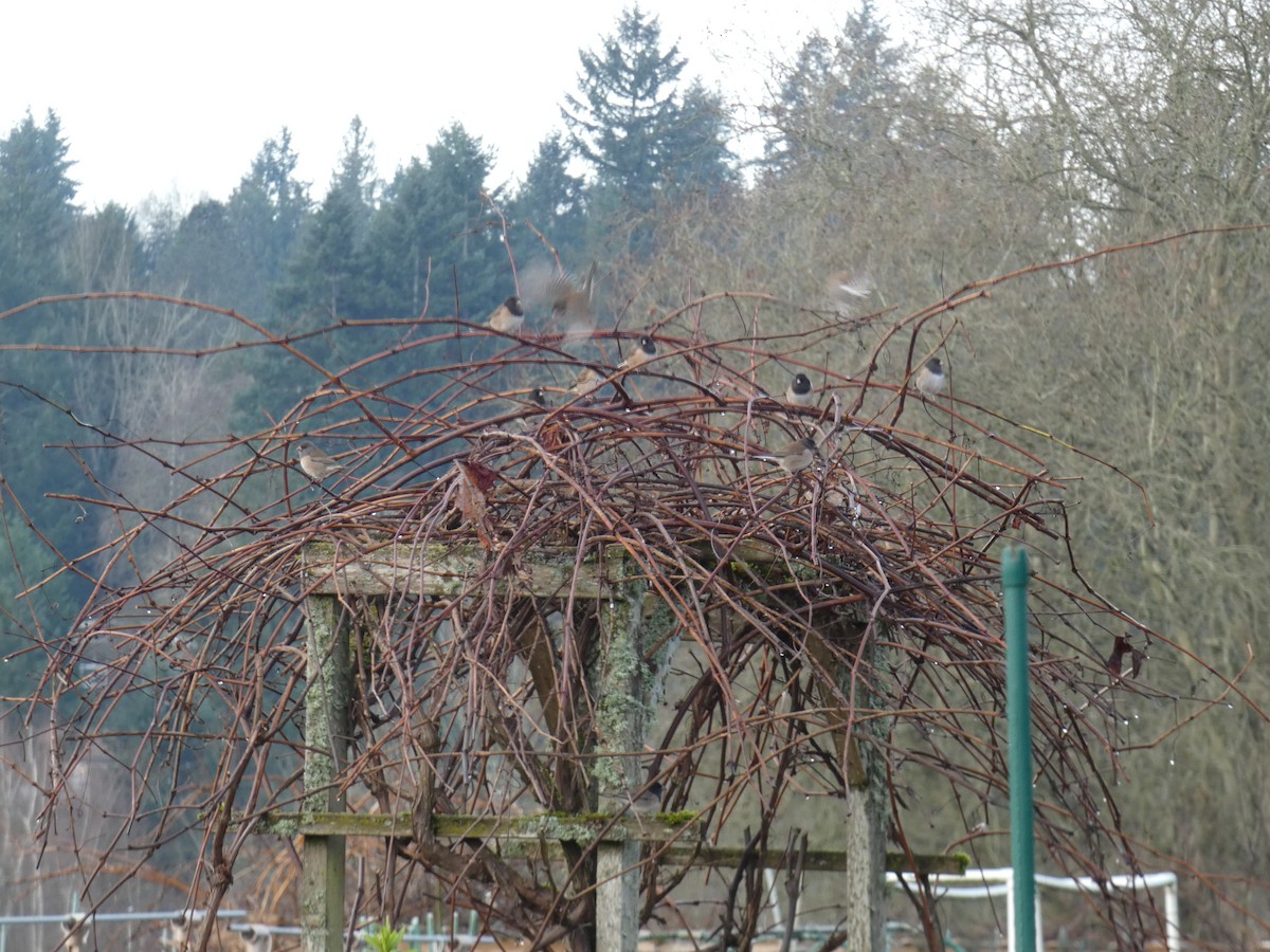 Dark-eyed Junco - ML647780880