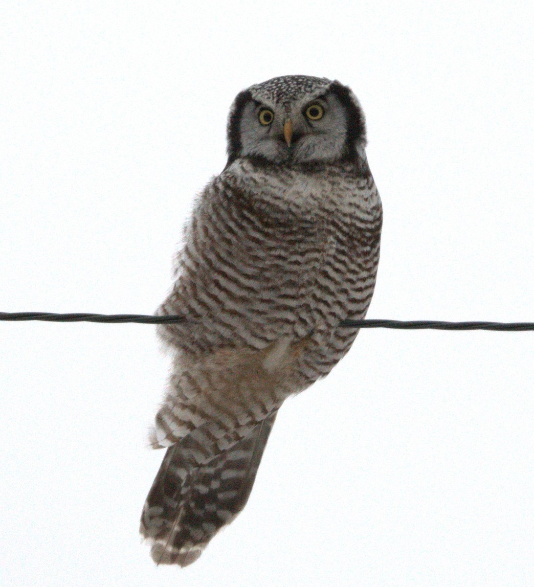 Northern Hawk Owl - ML647780882