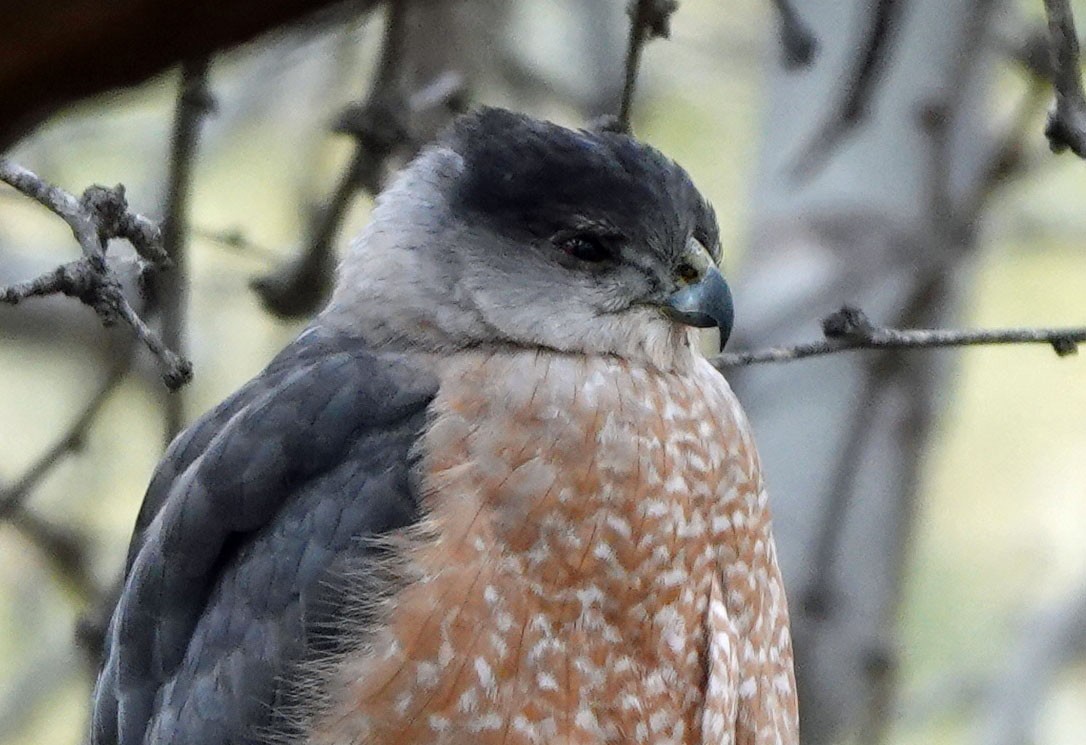 Cooper's Hawk - ML647780883