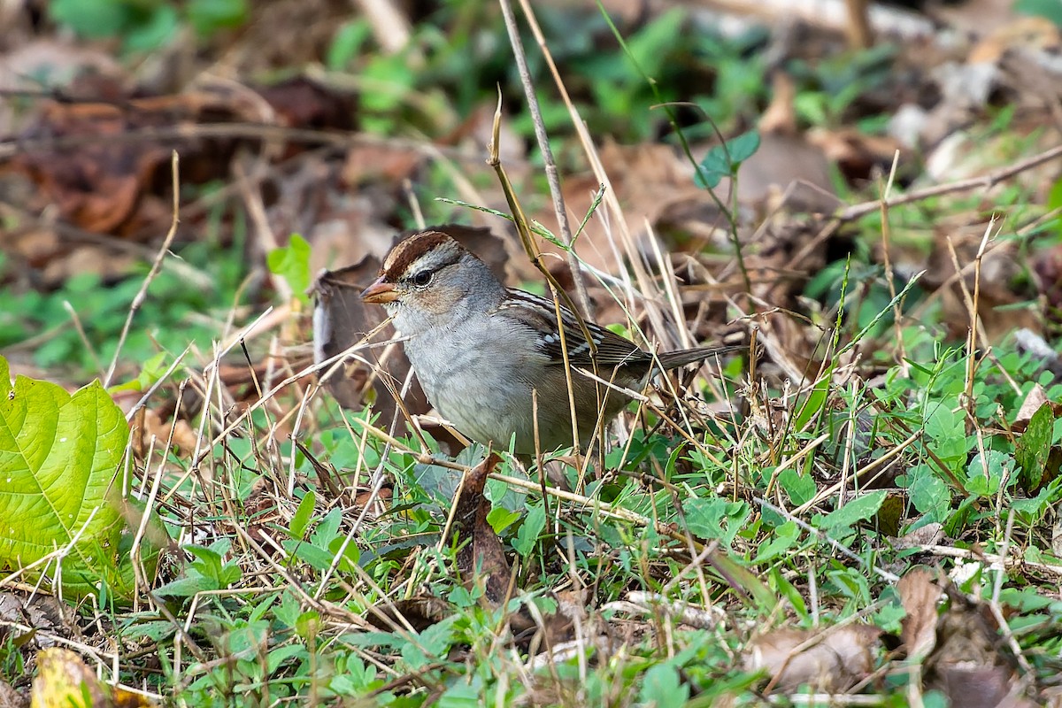 White-crowned Sparrow - ML647780884