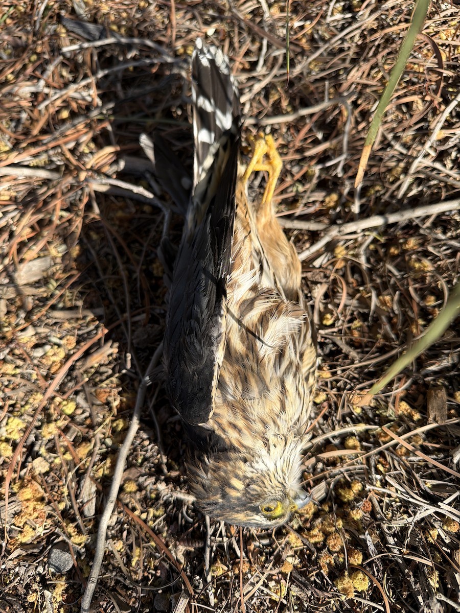 灰背隼 - ML647780887