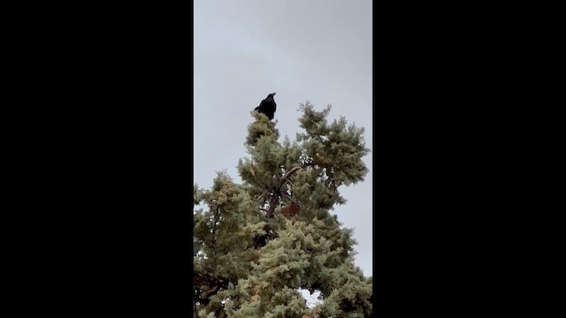 Common Raven - ML647780890