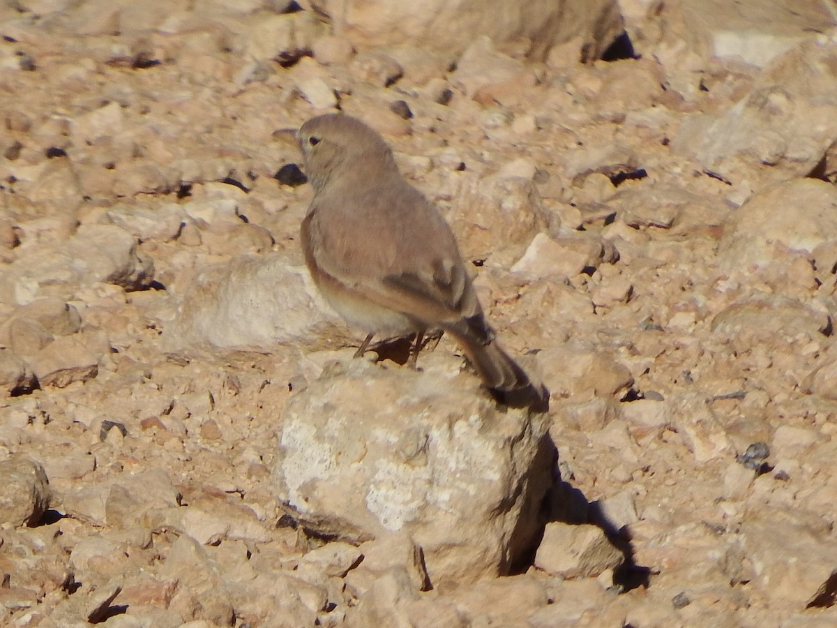 Desert Lark - ML647780892