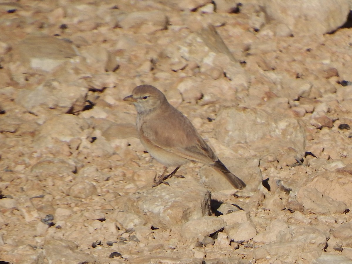 Desert Lark - ML647780893