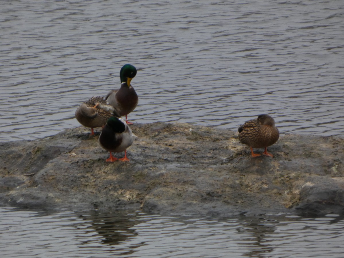 綠頭鴨 - ML647780894