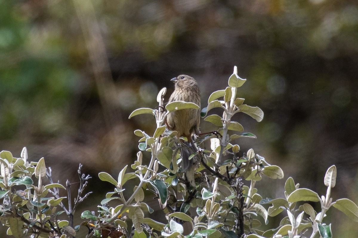 Plumbeous Sierra Finch (Northern) - ML647780895