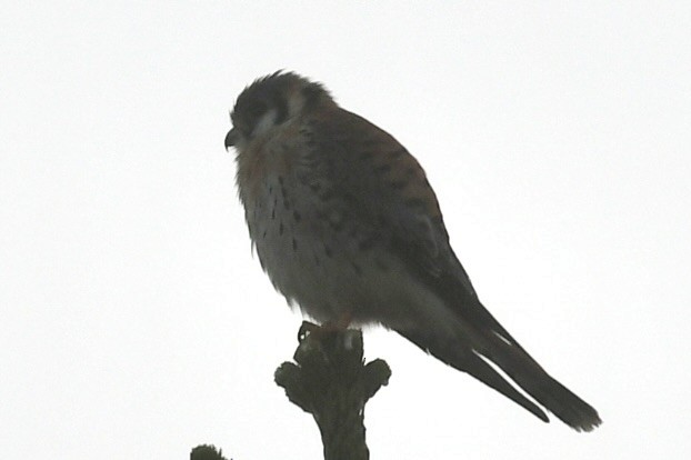 American Kestrel - ML647780896
