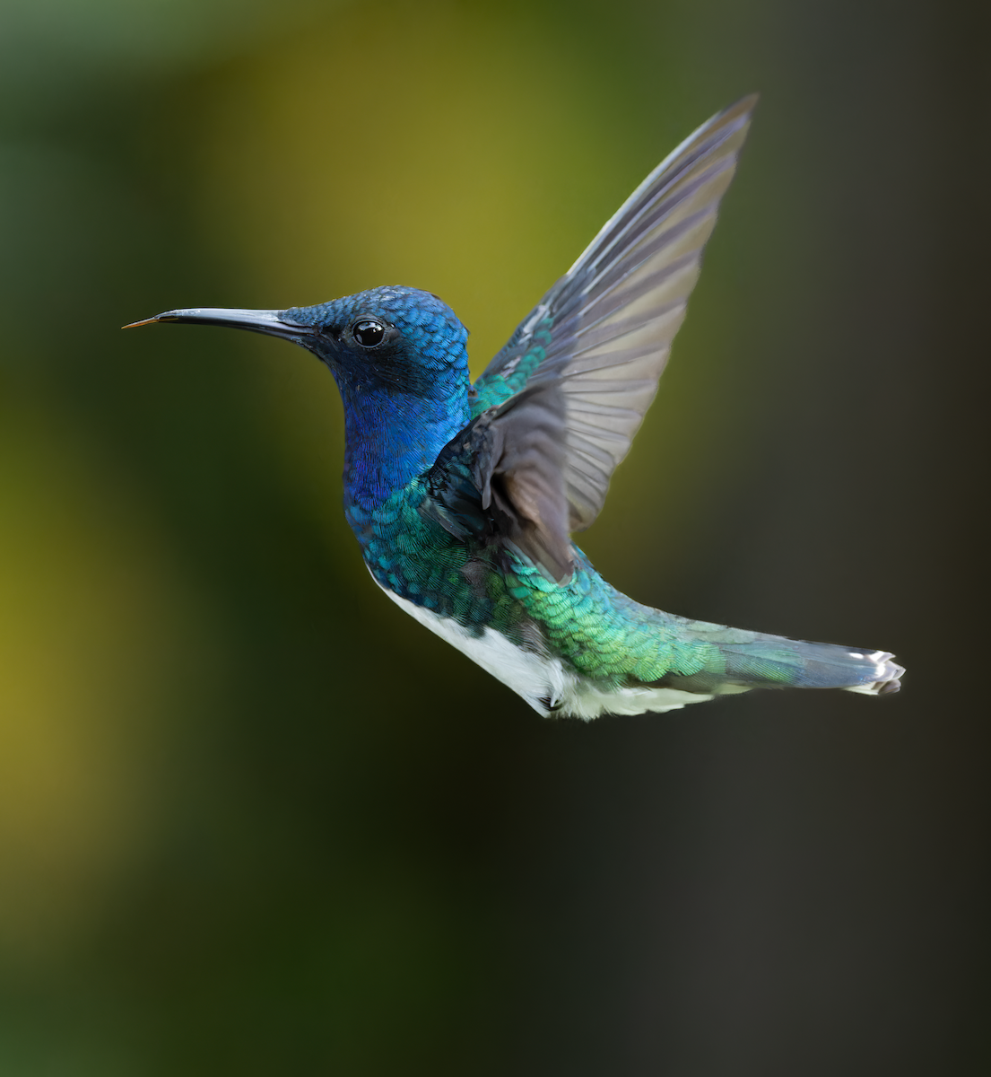 White-necked Jacobin - ML647780897
