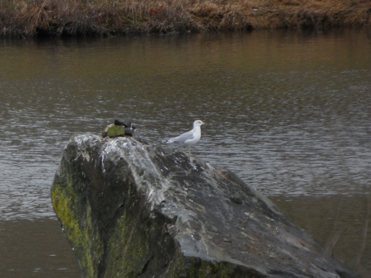 Ring-billed Gull - ML647780898