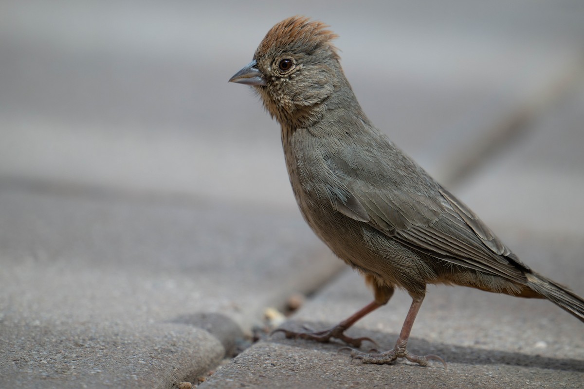 Canyon Towhee - ML647780899