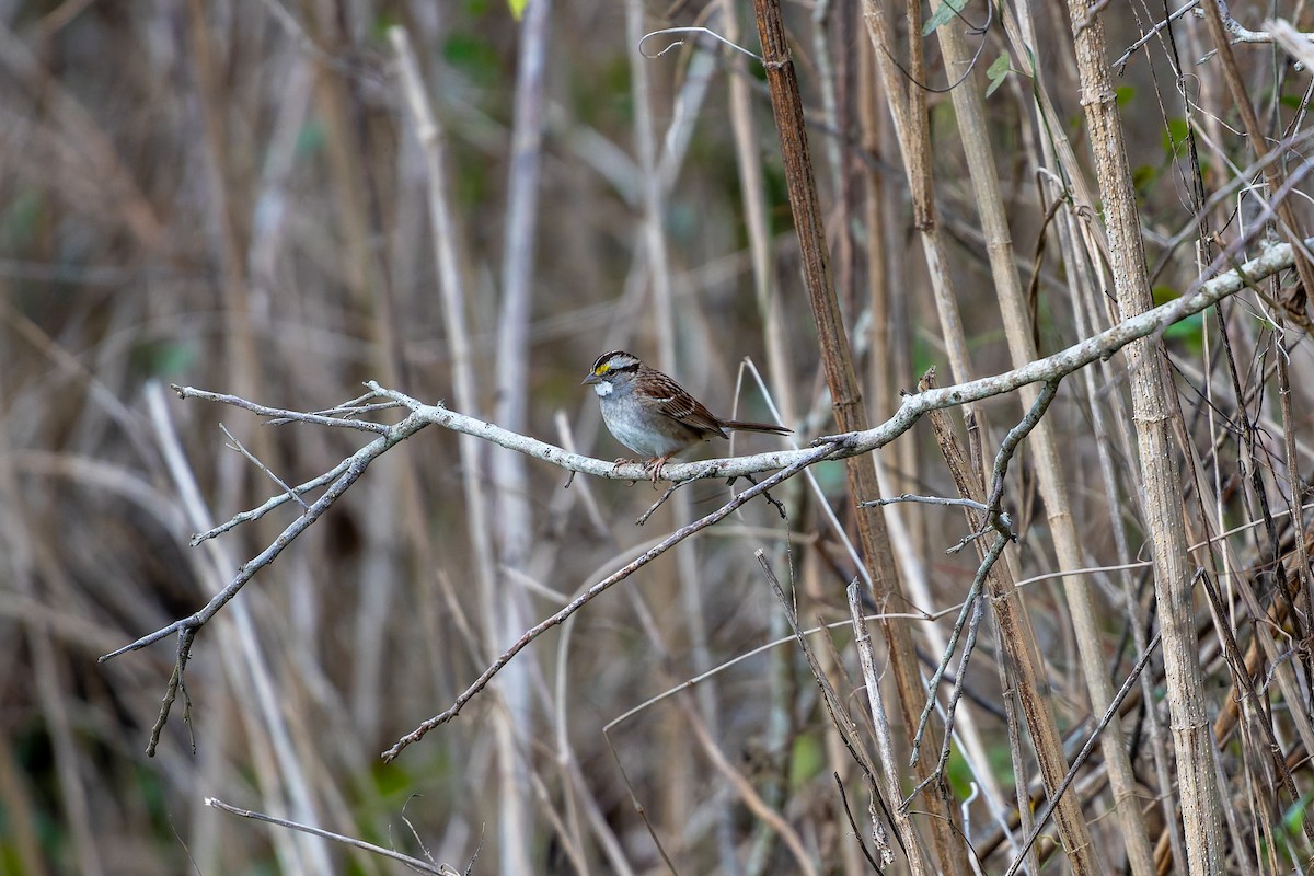 White-throated Sparrow - ML647780906