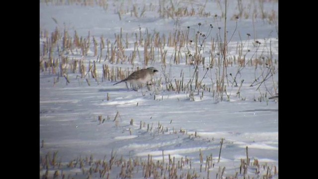 Horned Lark - ML647780920