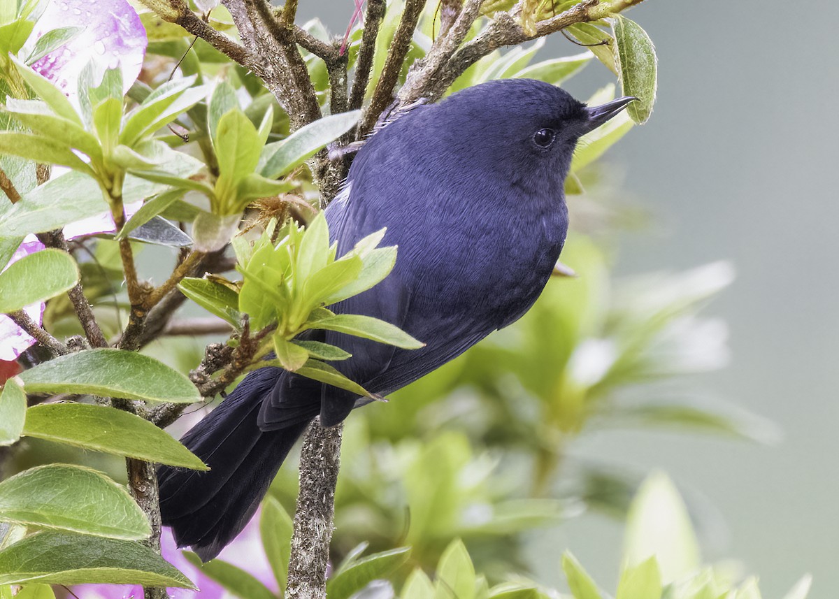 White-sided Flowerpiercer - ML647780926