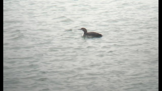 İnce Gagalı Dalgıç - ML647780937