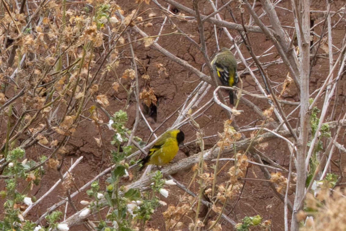 Hooded Siskin - ML647780938