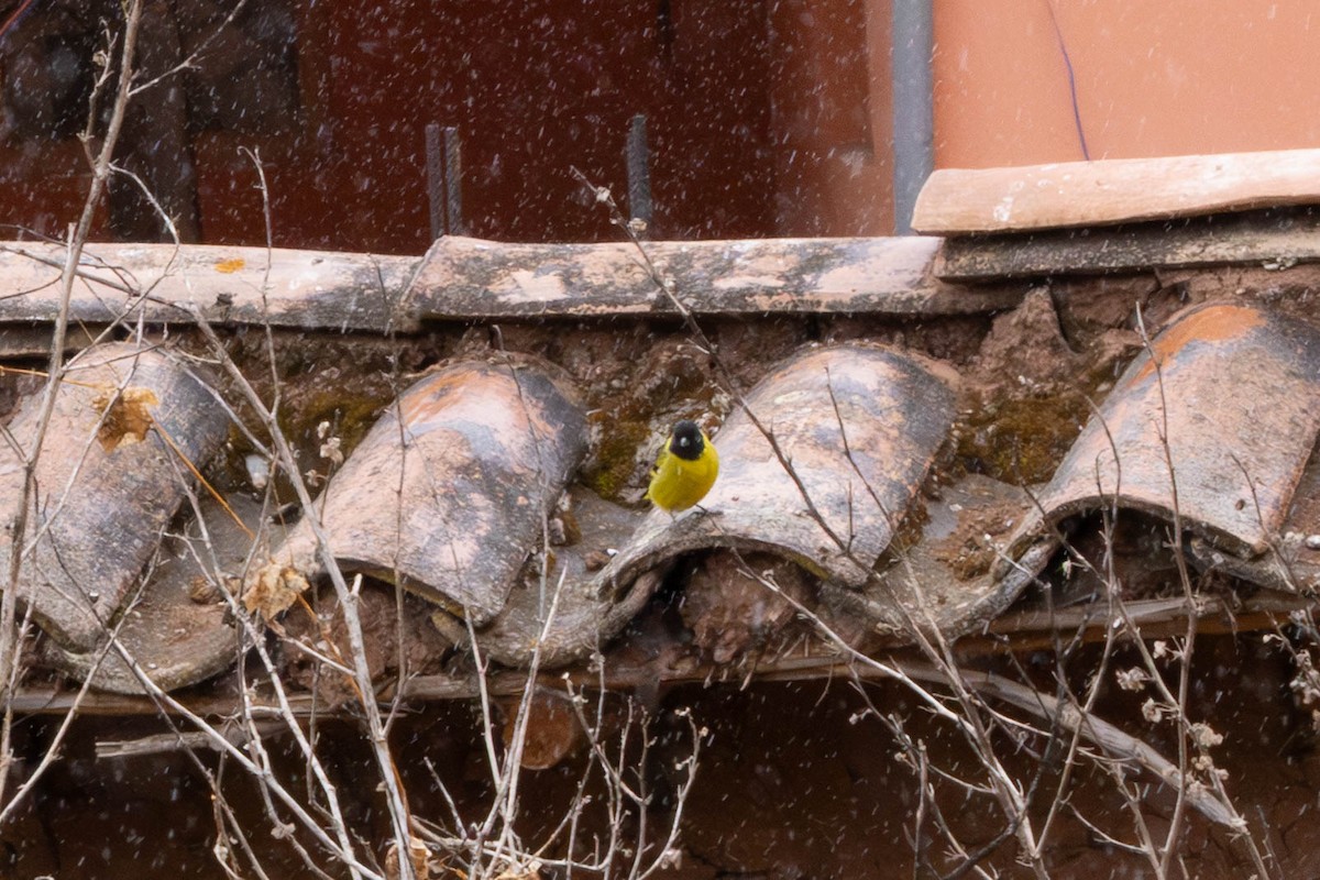 Hooded Siskin - ML647780939