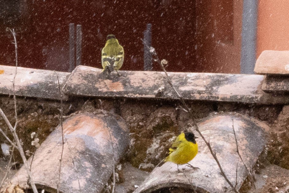 Hooded Siskin - ML647780940