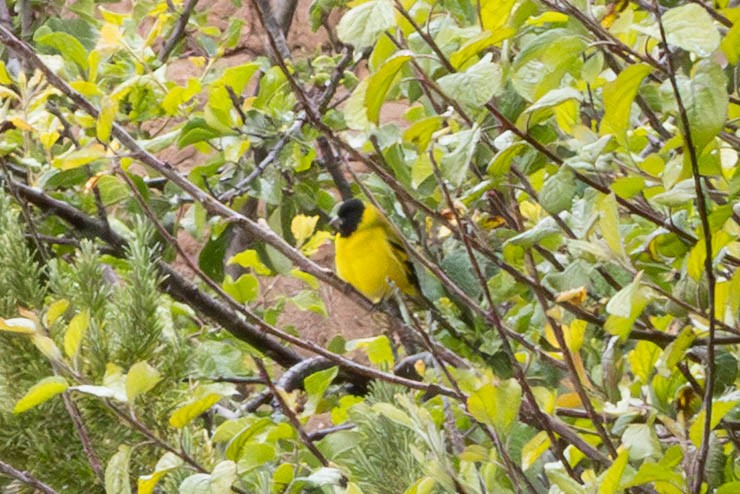 Hooded Siskin - ML647780942