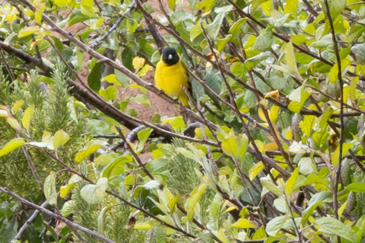 Hooded Siskin - ML647780943