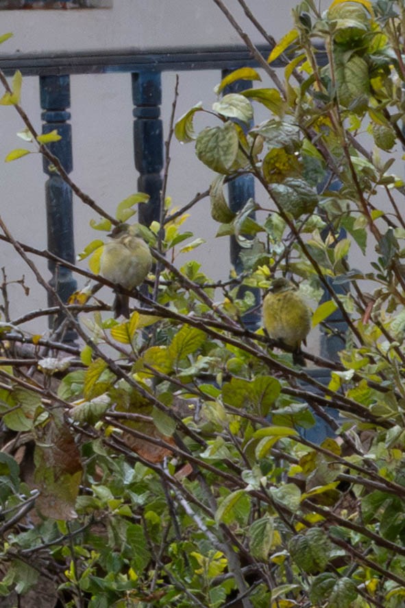 Hooded Siskin - ML647780944