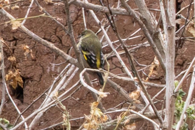 Hooded Siskin - ML647780945