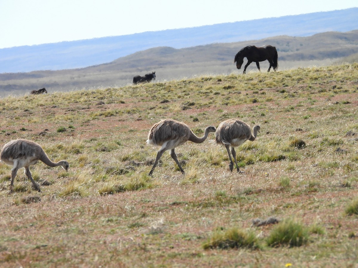 Lesser Rhea (Darwin's) - ML647780947