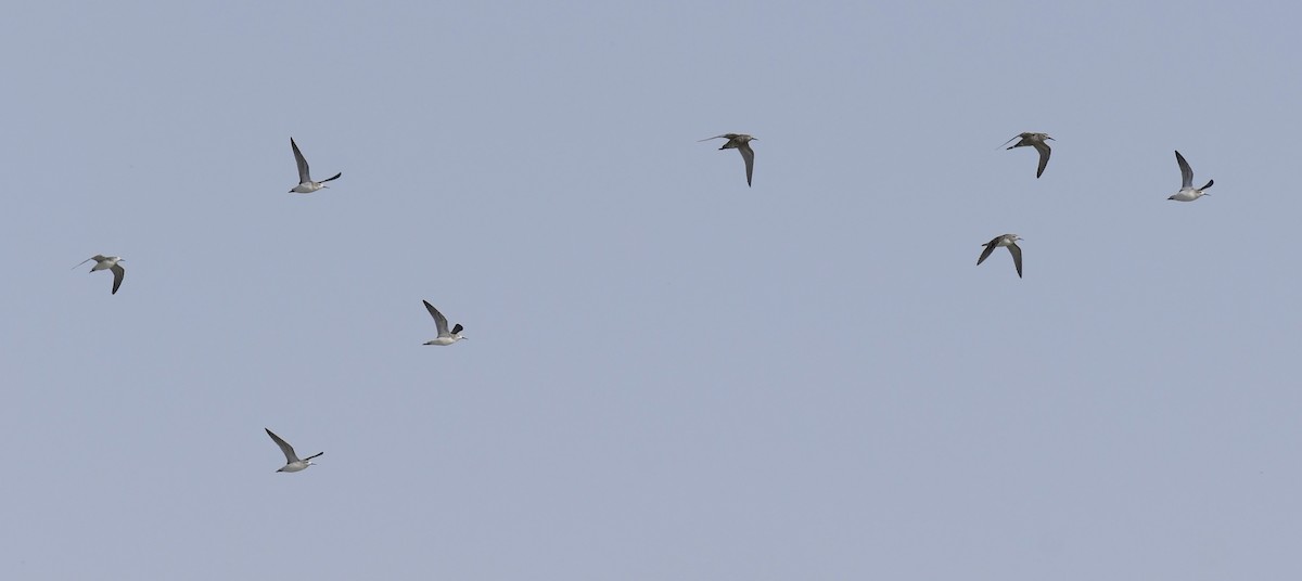 lyskonoh dlouhozobý - ML647780950