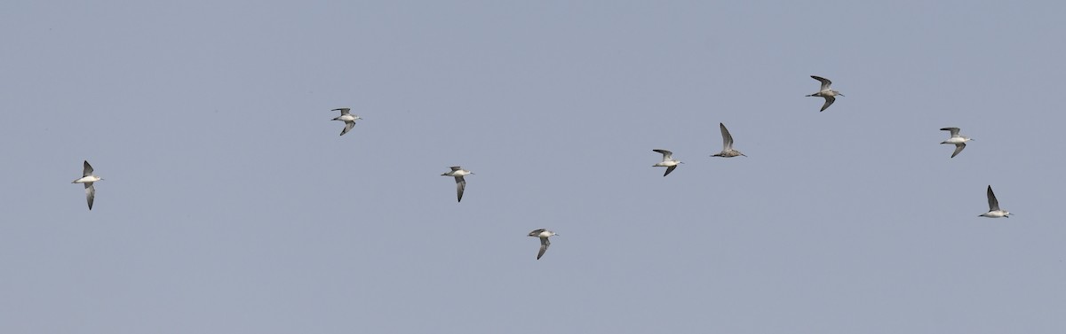 lyskonoh dlouhozobý - ML647780954