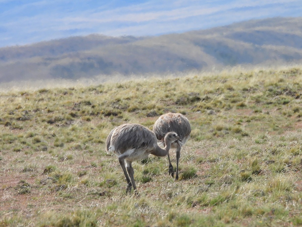 Lesser Rhea (Darwin's) - ML647780955