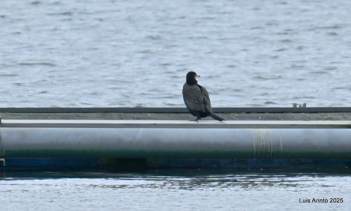 kormorán velký - ML647780956