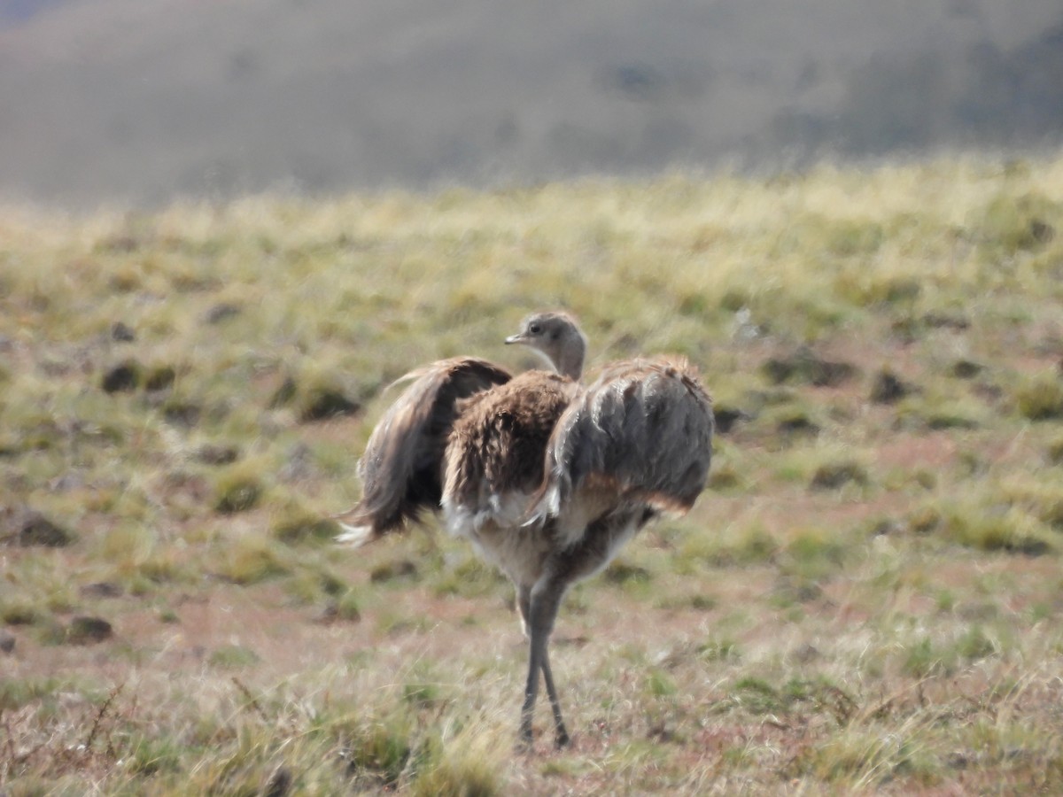 Lesser Rhea (Darwin's) - ML647780958