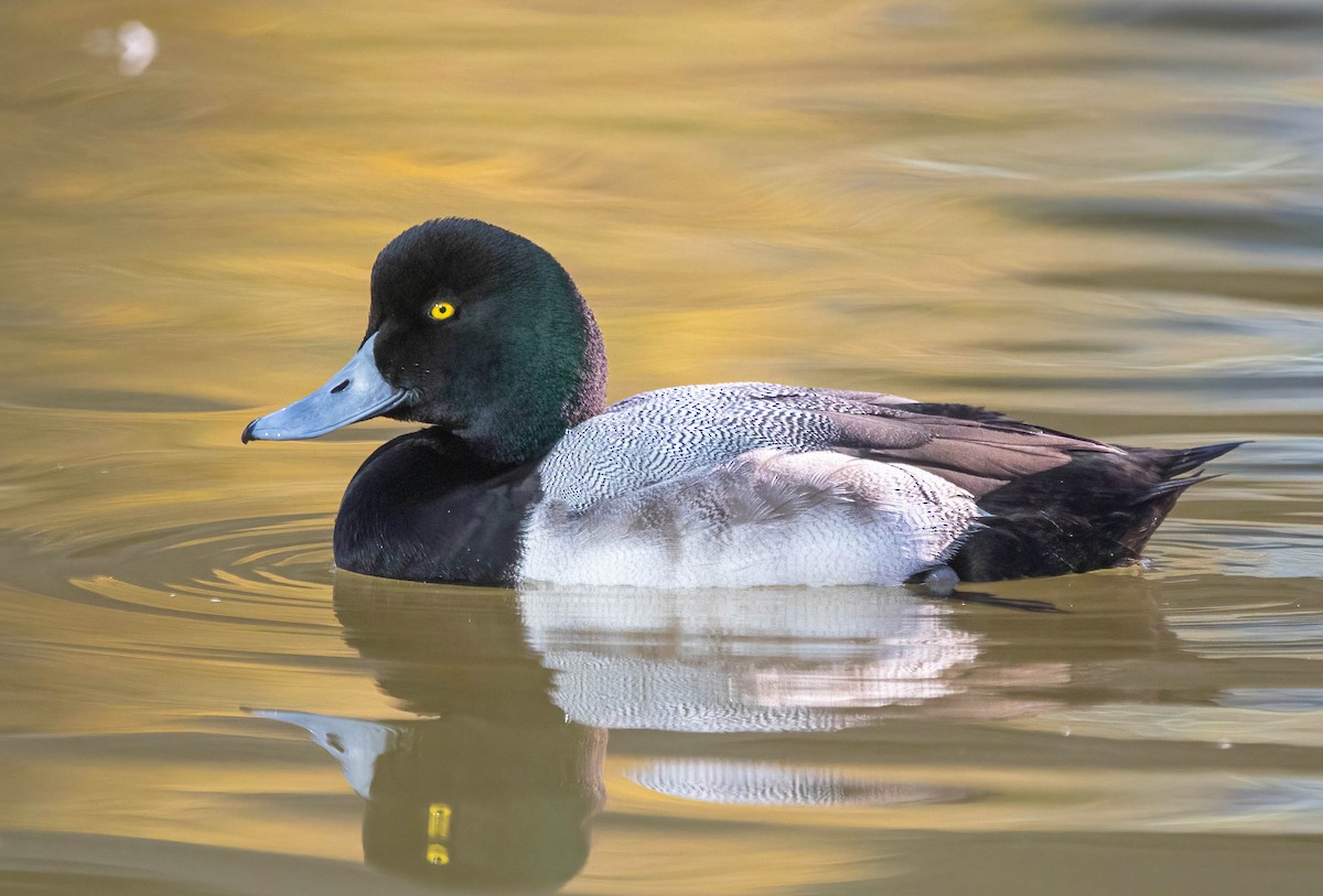 Морская чернеть - ML647780983