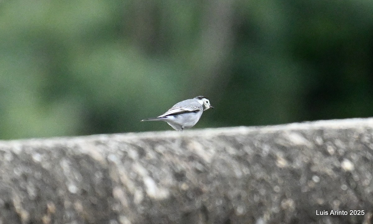 White Wagtail - ML647781002