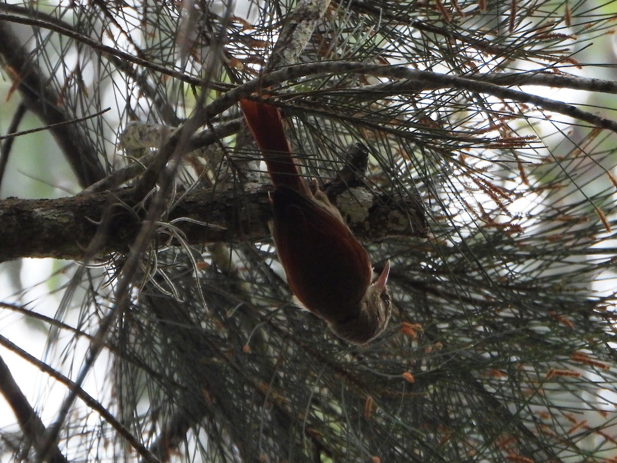 Crested Spinetail - ML647781007