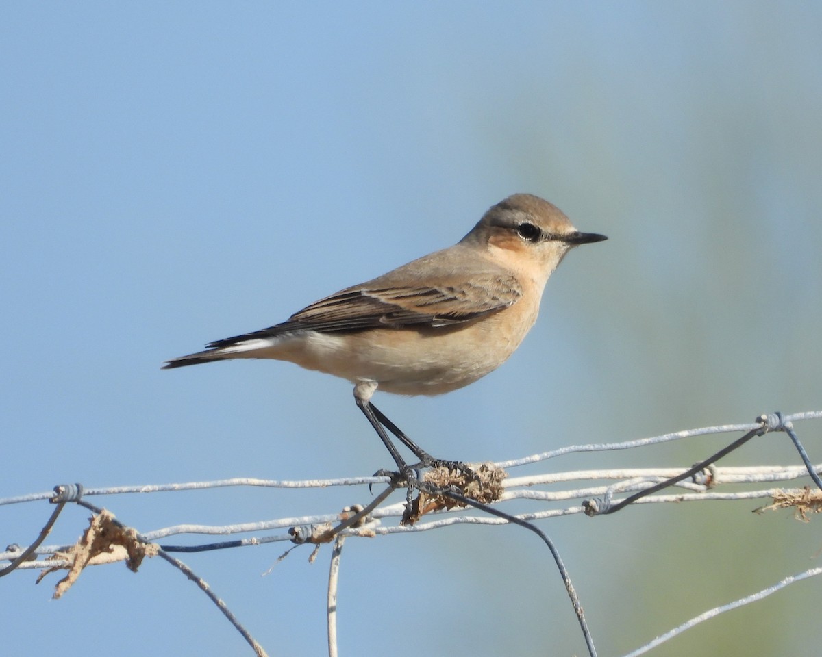 Northern Wheatear - ML647781013