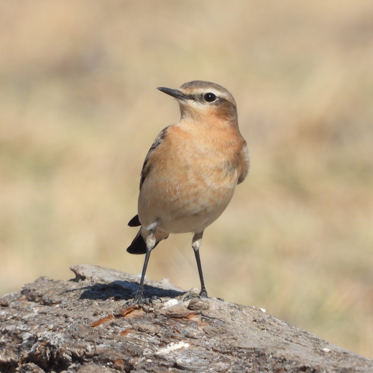 Northern Wheatear - ML647781014